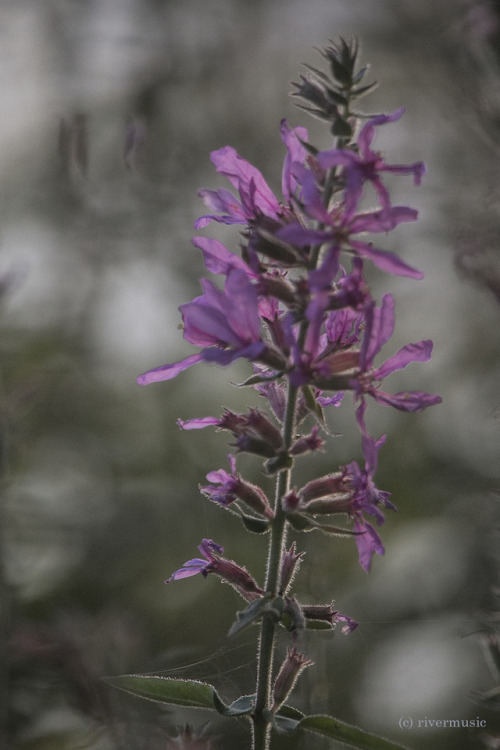 Purple Loosestrife (Lythrum salicaria) after sundownriverwindphotography, September 2018