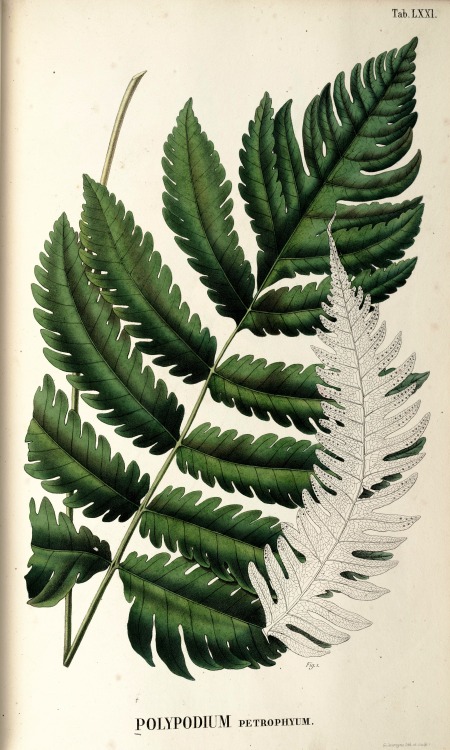 wapiti3: Flora Java nec non insularum adjacentium   auctore Carolo Ludovico Blume adjutore Joan