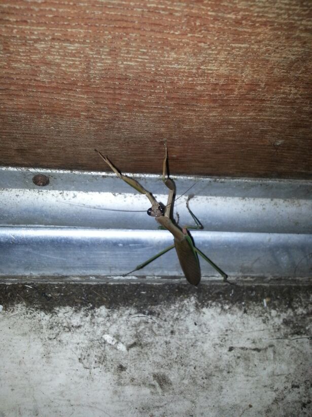 Was smokin a cigarette on my porch, to to open my door and this little fucker flies