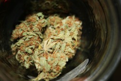 smellslikegoodies:  Iced Grapefruit II