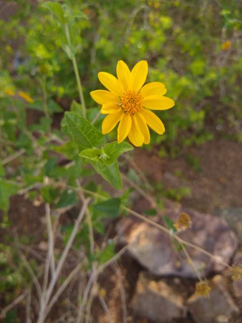 thearizonarose:Small, Lone Flower // Taken November 15, 2019
