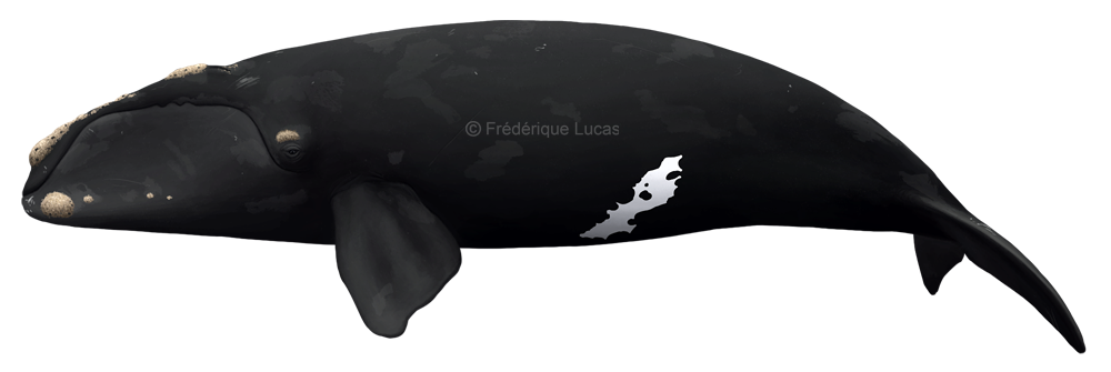North Pacific right whale (Eubalaena japonica)
I present to you today, the most endangered great whale in the world: the North Pacific right whale. Just like its North Atlantic counterpart it is divided amongst a western and an eastern population....