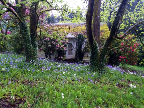 ant-twan: This little old abandoned house in my neighborhood is a beautiful sight on a spring day