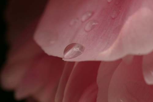 apinkpeonyfrommygarden: Pink peony after the rain.