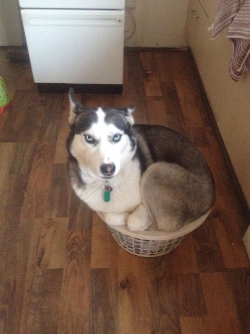 itsmybrightesthour: true-with-drew:  Huskys are so extra… I want two  @tiltawhirrl me as a dog 😂 