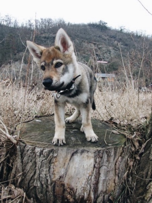 the-little-wolfdog:  *Sir Edmund Hillary wildly clapping*