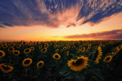 te5seract: “sunflower field after sunset”