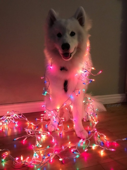 protect-and-love-animals: My dog loves Christmas