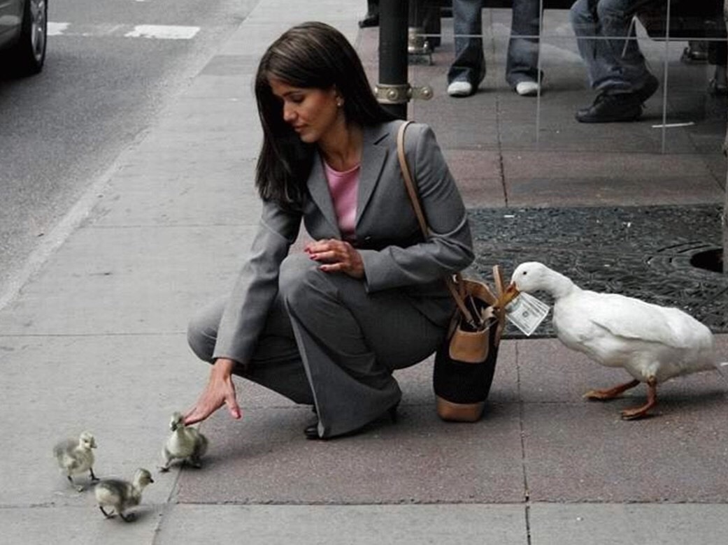 animal-factbook:Ducks earn their income through casual stealing and occasional bank
