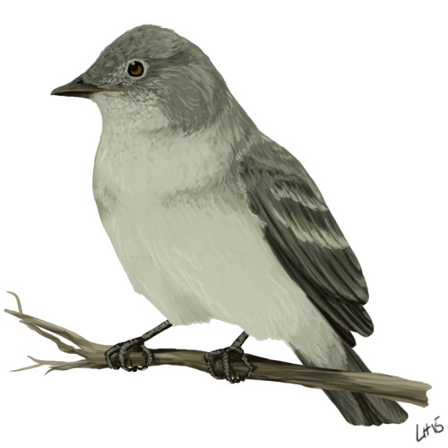 Willow Flycatcher (Empidonax traillii) for The Institute for Bird Populations.