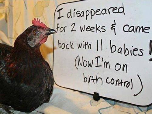 fade-steppin: thefingerfuckingfemalefury: arellasmercy: chickenfluffbutts: chicken shaming  @ke