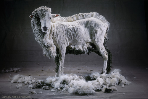 cotonblanc: It seemed easy enough. To show how much wool a sheep grows in a season just shear off ha