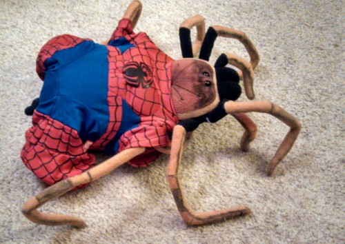 spiderjewel:  Spiderspider has the powers of a spider 