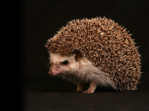 cute-overload:African Pygmy Hedgehog / Source / Photo: meantux