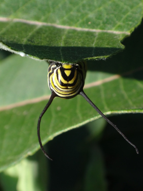 5th Instar Monarch Caterpillar in the milkweed patch in the front yard.