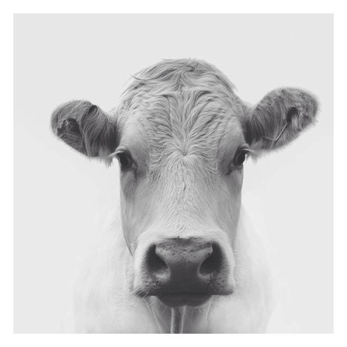 nonconformist-vegan: All animals are somebody—someone with a life of their own. Behind those eyes is
