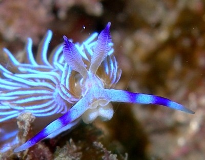 ainawgsd:Rainbow of Sea Slugs-Blue