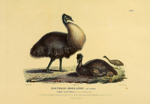 Drawings by Charles Alexandre Lesueur. Lesueur was a French naturalists, explorer and rese