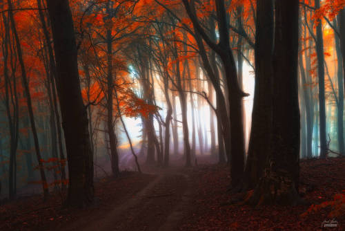 Porn Pics landscape-photo-graphy:  Enchanting Forests