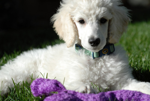 simply-canine:Pilot (by The Pack) // Standard Poodle