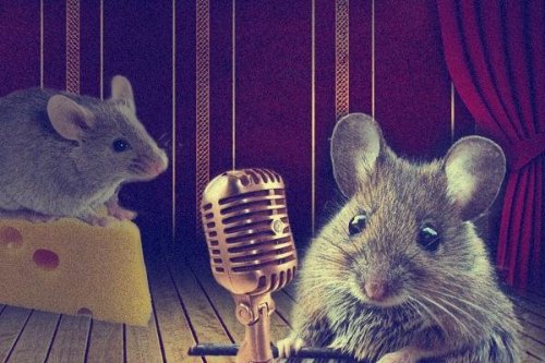 currentsinbiology:Female mice sing for sexScientists have known for a long time that male mice belt 