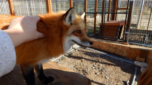 I love the faces foxes make, especially when staring at the camera, they’re just so darn cute and fl