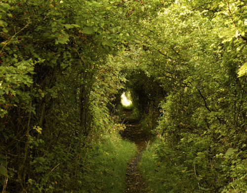 wanderthewood:Trail in West Cornforth, Durham, England by Alejandro Erickson