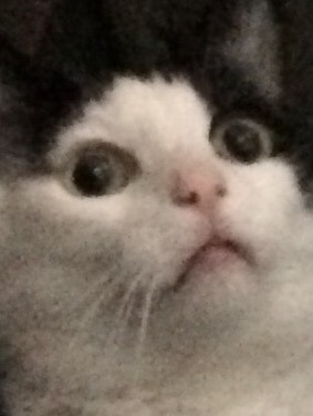 Unflattering Cat Selfies