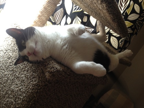 This is my best fwend. Her name is Poopy ❤ submitted by ( the blair bear show)