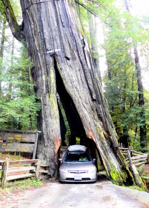 bluepueblo:  Leaning Redwood, Myers Flat, California photo via william