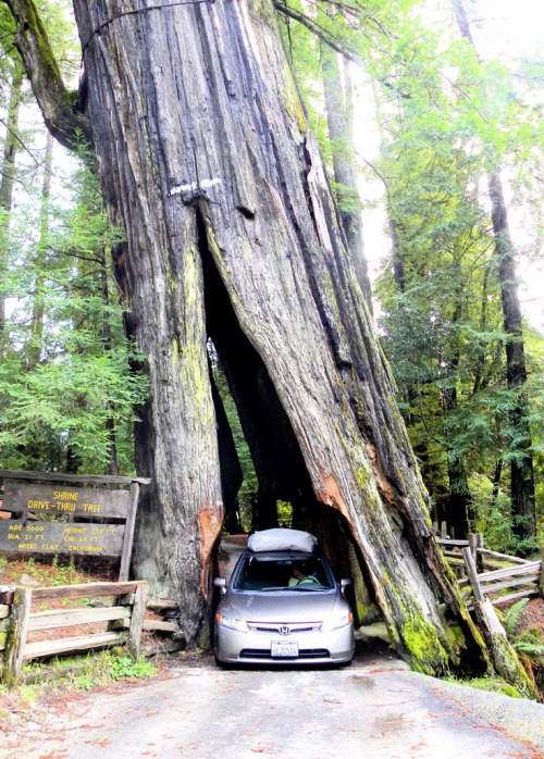 Porn photo bluepueblo:  Leaning Redwood, Myers Flat,