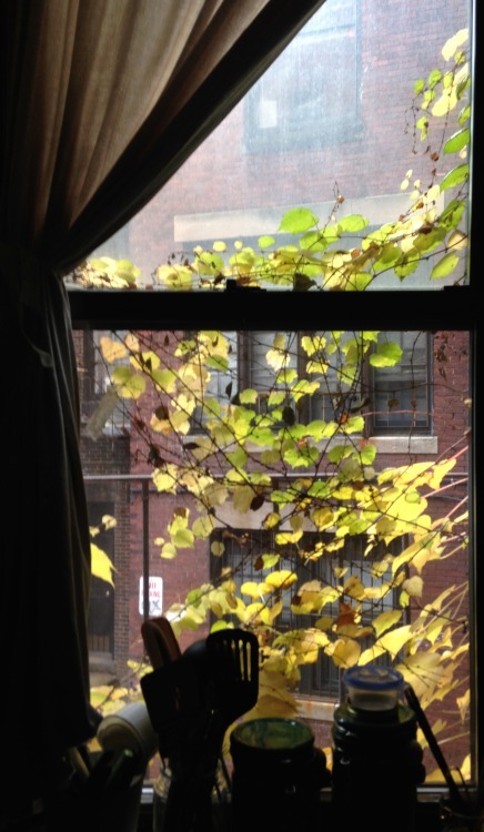 2.26.16 - The window of the kitchen of my old apartment. I absolutely adored this place. These vines