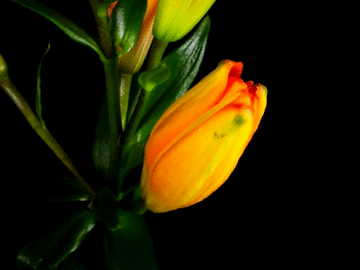 just-be-magnificent:  Time-Lapse: Watch Flowers Bloom Before Your Eyes (x) 
