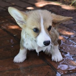 dog-rates:This is Finnley. He was not happy