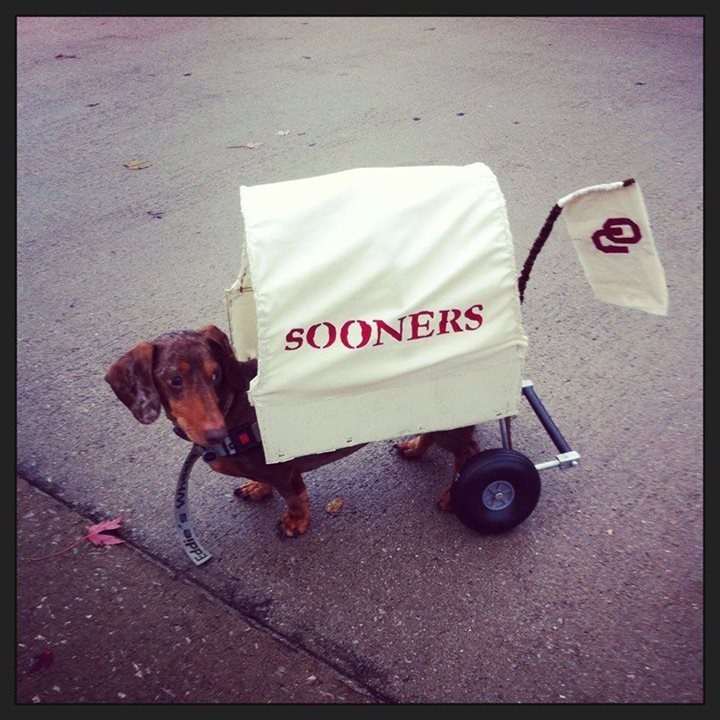 Baby weenie scooter (mini sooner schooner)