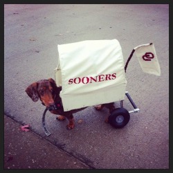 Baby Weenie Scooter (Mini Sooner Schooner)