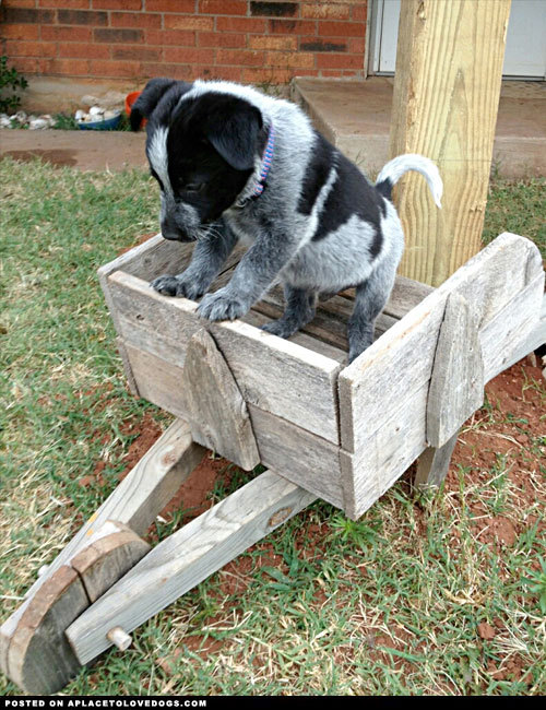 aplacetolovedogs:  Was found dirty, hungry and wandering alone in the woods. One