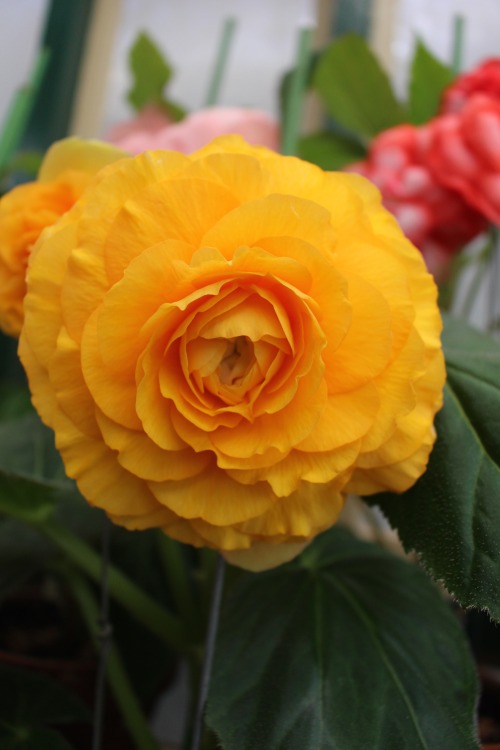 plantconstellations:  shades of begonias 