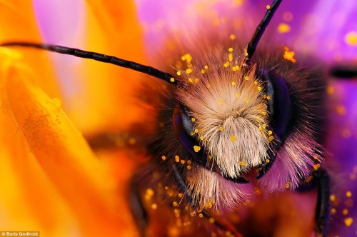 XXX bee-high:  Help save these beautiful creatures photo