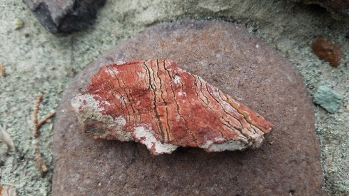 marandart:Some of my favorite finds at the John Day Fossil Beds.