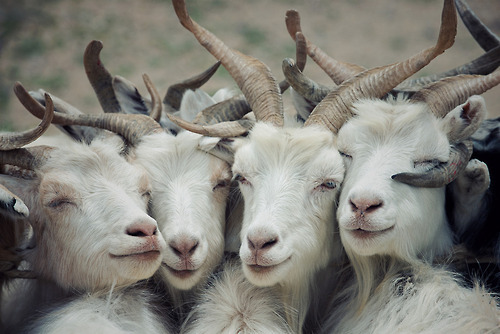 tiniestleaves:  ive seen this image on my dash a lot and it looks like a bunch of goats taking a selfie together 