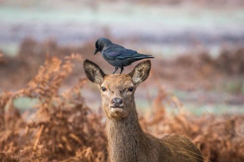 pagewoman: Deer and Crow, Richmond Royal Park, Greater London, England by Andrew Locking