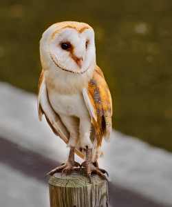 superbnature:  Golden mascot owl by osvend