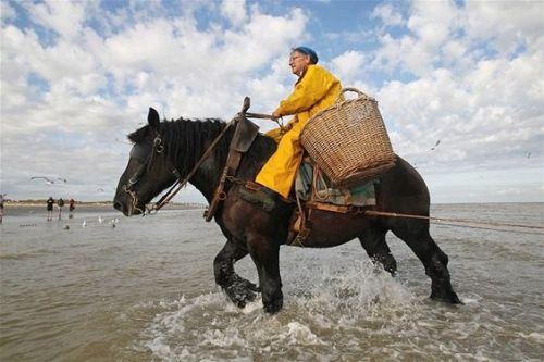 Belgian schrimp fishermen on horseback in Westflanders,Belgium