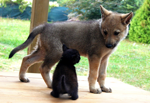 cat-parlour:Shiva and his childhood friend Raksha ♡