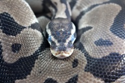 Wheremyscalesslither:apollo Aka Dirt, Male Pastel Vpi Line Axanthic, In Shed