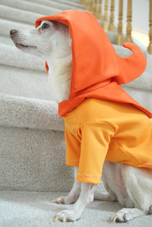 vintage-aerith: fan-troll: recrdchaosknightoftime: so, I dressed my dog up as Rose Lalonde. and what