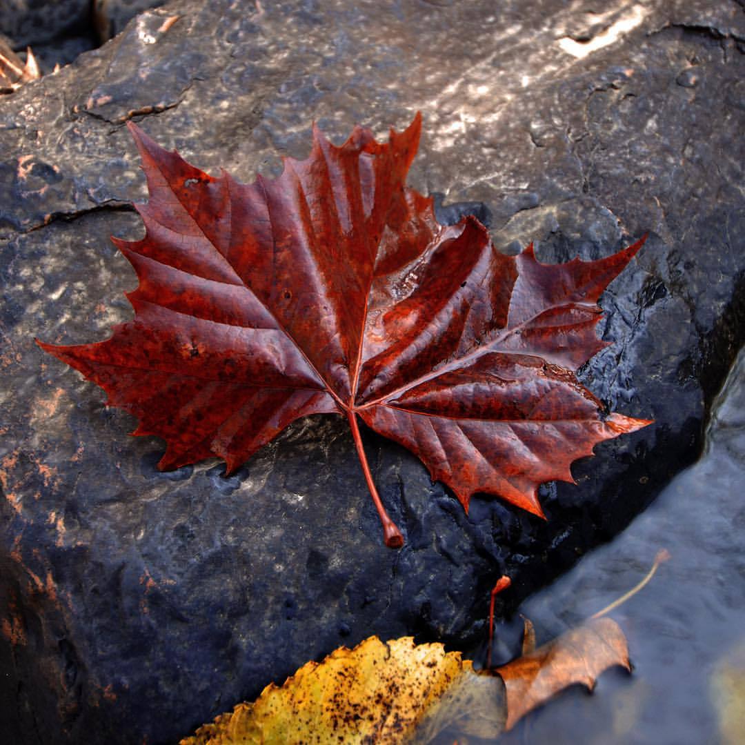 sparrowsriver:  Autumns Messenger  #autumn #leaves # nature  (at Franklinville, North