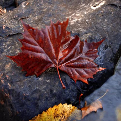 sparrowsriver:  Autumns Messenger  #autumn #leaves # nature  (at Franklinville, North Carolina) 