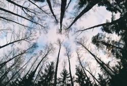 augustfilm: Elk Island/Korolev Forest  November 2010(Archive)  Zenit 11+ Helios 44m+Zenitar Fisheye  Fuji 200/Kodak pro 100   https://m.flickr.com/#/photos/vadimmorozov/ 